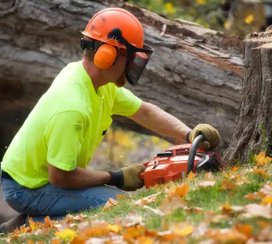 tree services Parshall